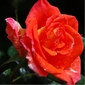 Gartenbild 9